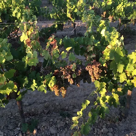 Unique Wine House With Private Pool, Ac, Courtyard * Lespignan